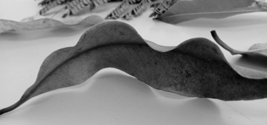 Alunos do município estudam obras do artista Franz Krajcberg