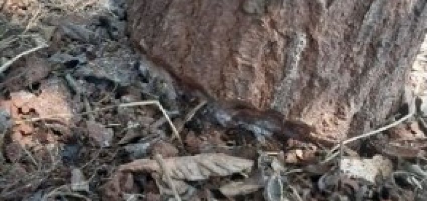 Diretoria de Meio Ambiente alerta que é crime anelamento de árvores