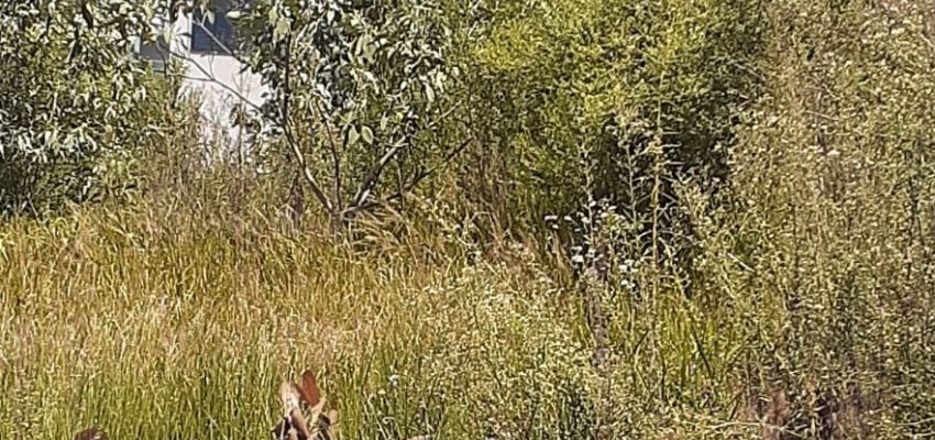 Prefeitura orienta para limpeza de terrenos baldios