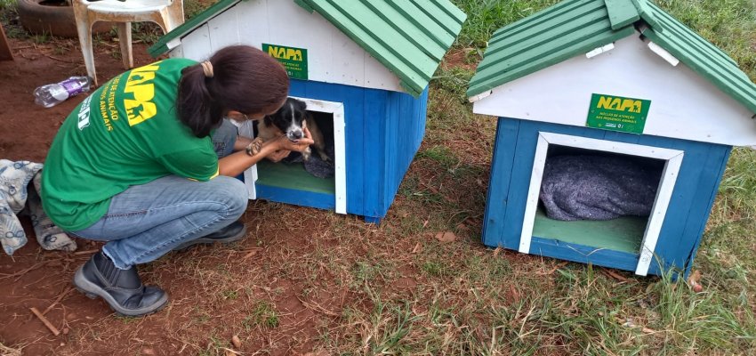 NAPA realizou 364 castra&ccedil;&otilde;es em quatro meses