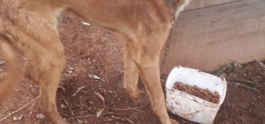 Homem &eacute; preso ap&oacute;s NAPA flagrar maus tratos de animais