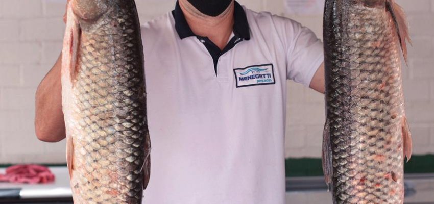 Feira do Peixe Vivo terá 23 pontos de venda