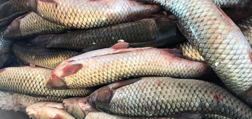 Começa a Feira do Peixe Vivo em Chapecó 