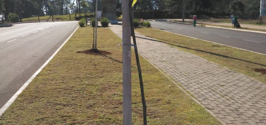 Semana do Meio Ambiente: Plantio de novas esp&eacute;cies melhora arboriza&ccedil;&atilde;o urbana de Chapec&oacute;