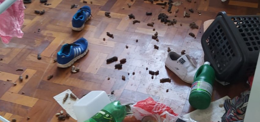 NAPA e PM resgatam c&atilde;o em situa&ccedil;&atilde;o de maus-tratos