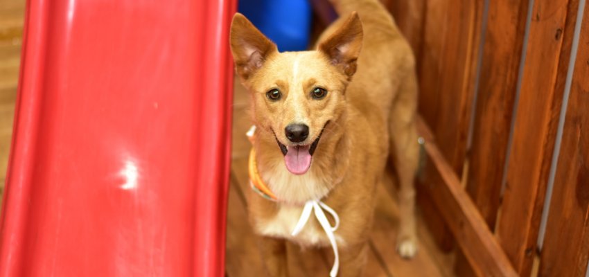 NAPA tem estande para adoção na Efapi