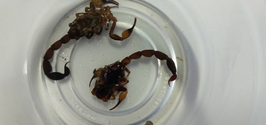 Sa&uacute;de alerta para cuidados com escorpi&otilde;es 