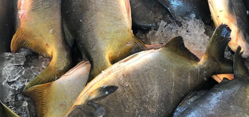 Feira do peixe é confirmada pela Secretaria da Agricultura