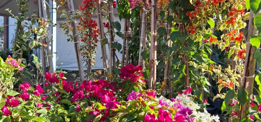 Prefeitura de Chapec&oacute; promove Feira de Mudas de sexta a domingo