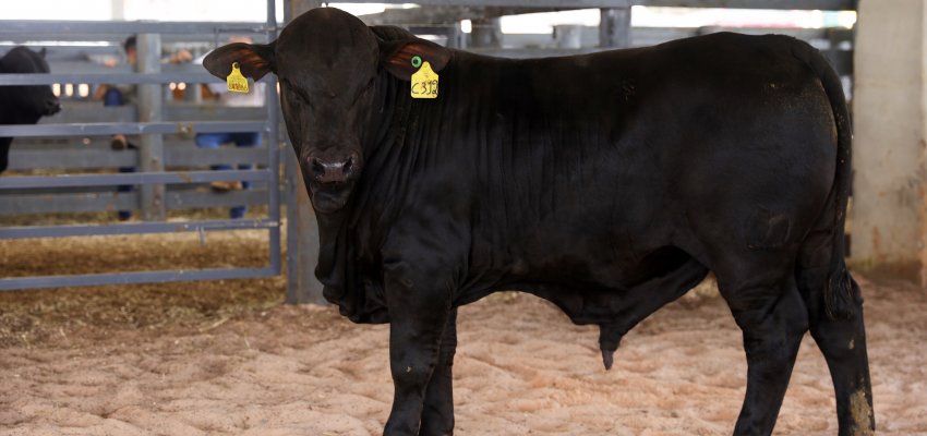 Efapi do Brasil: Brangus mostra sua força no julgamento categoria rústicos