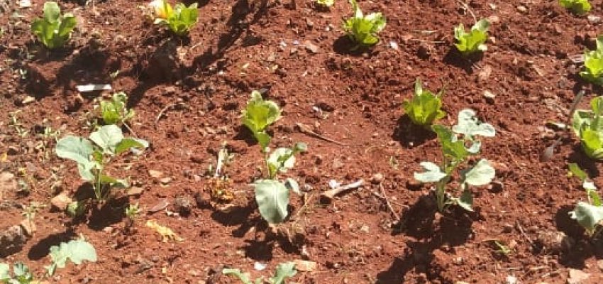 Banco de Alimentos desenvolve uma horta