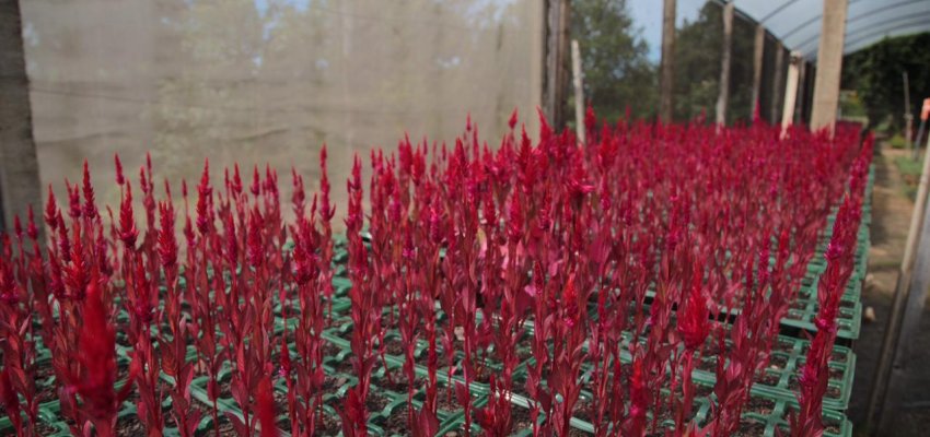 Secretaria de Infraestrutura divulga cronograma de servi&ccedil;os