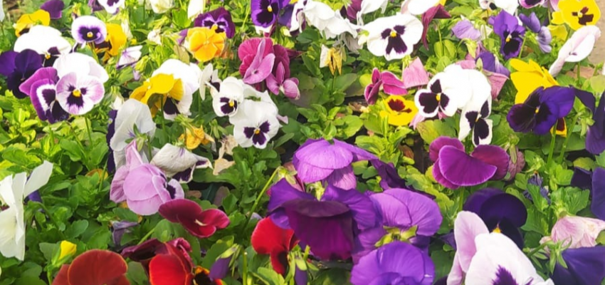 Harmoniza Chapecó realiza troca de resíduos orgânicos por flores