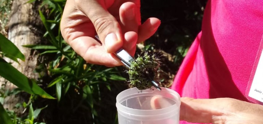 Lagartas est&atilde;o aparecendo em Chapec&oacute;