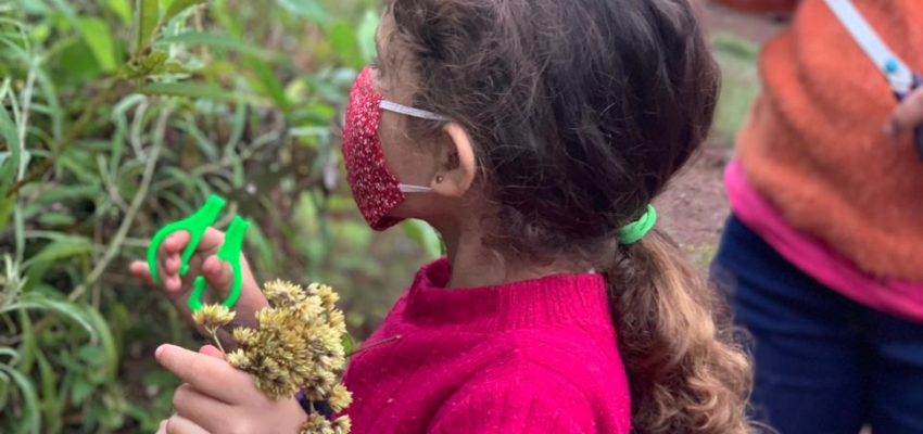 Alunos da rede municipal aprendem sobre a colheita da macela