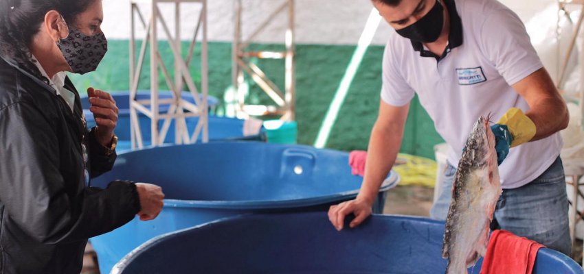 Movimento intenso na Feira do Peixe Vivo