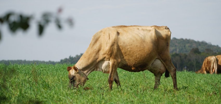 Movimento Econômico dos Produtores Rurais cresce 15% em Chapecó