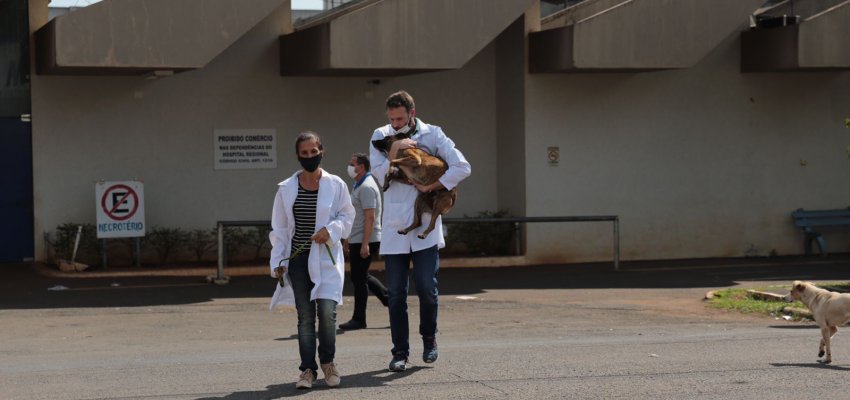 NAPA faz ação com cães que estavam próximo ao HRO