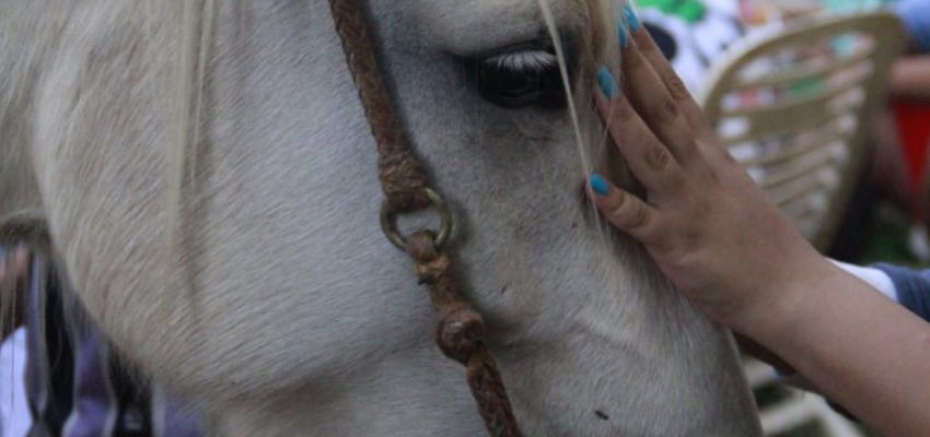 Domingo terá Passeio a Cavalo no Verdão