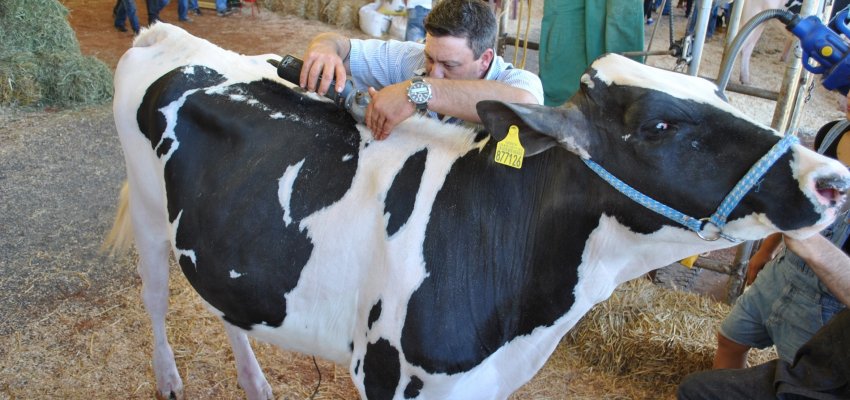 Em outubro, Chapec&oacute; reunir&aacute; os maiores eventos pecu&aacute;rios de SC