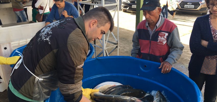 Produtores se preparam para a Feira do Peixe Vivo