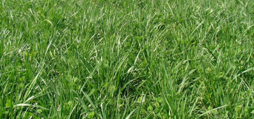 Sementes de graça para o Agricultor a partir de março 