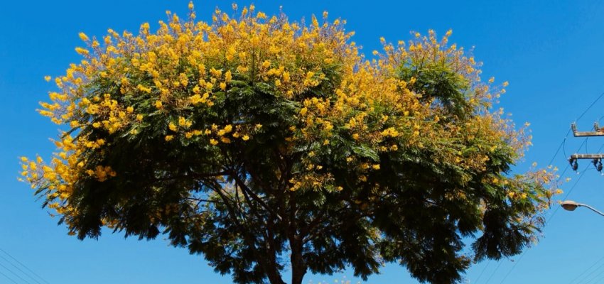Pioneirismo de Chapec&oacute; em plano de arboriza&ccedil;&atilde;o ser&aacute; tema de F&oacute;rum Catarinense
