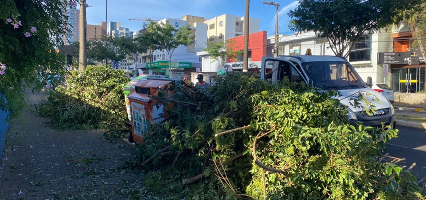 Nova lei define multa para destino incorreto de lixo e galhos