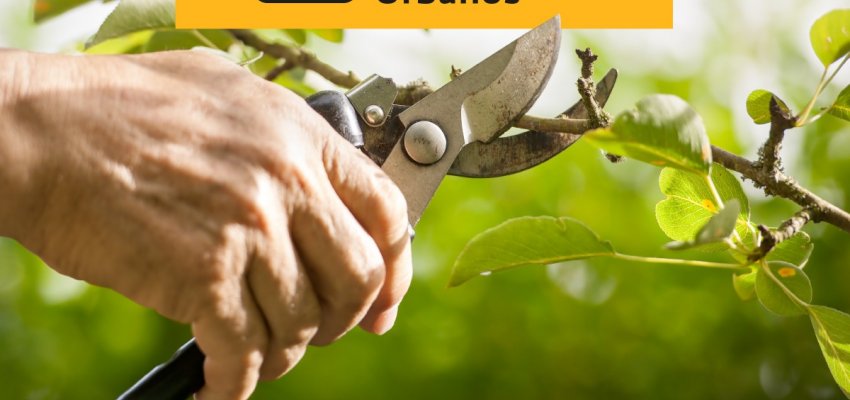 SECRETARIA DE SERVI&Ccedil;OS URBANOS DIVULGA CRONOGRAMA SEMANAL