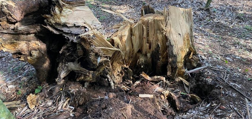 Prefeitura far&aacute; retirada de 17 &aacute;rvores ex&oacute;ticas do Ecoparque como medida de seguran&ccedil;a