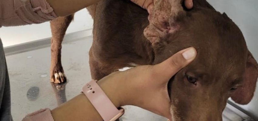 NAPA castrou 2,6 mil animais e doou 8 mil quilos de ra&ccedil;&atilde;o em dois anos