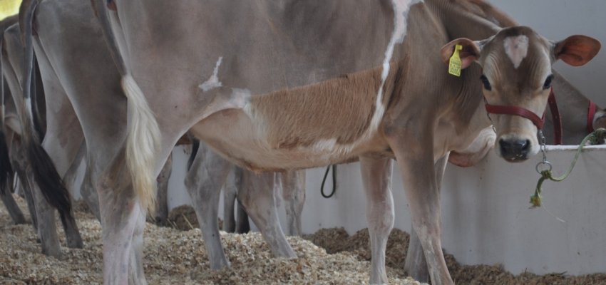 Efapi 2023 ter&aacute; mais de mil animais entre leil&otilde;es, exposi&ccedil;&atilde;o e competi&ccedil;&otilde;es