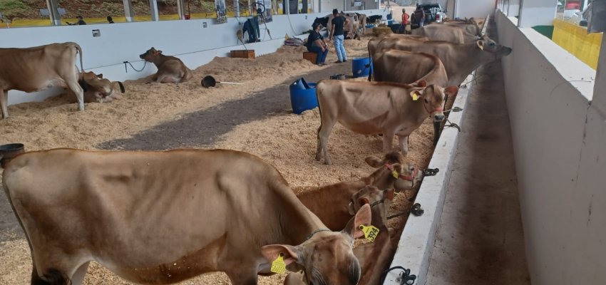 Começam a chegar os bovinos para a Efapi 2023
