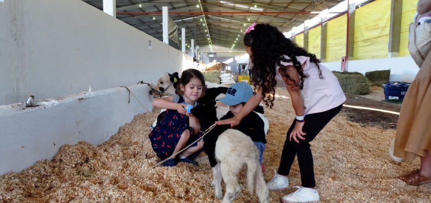 Ovelhas são atração no Parque da Efapi