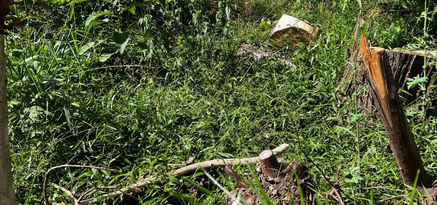 Lei regulamenta a limpeza dos terrenos baldios em Chapec&oacute;