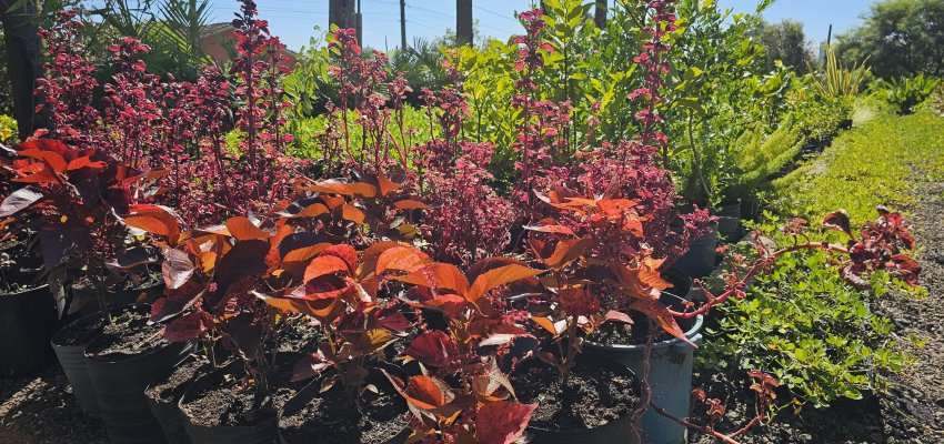 Horto Bot&acirc;nico de Chapec&oacute; atende mais de 200 espa&ccedil;os p&uacute;blicos