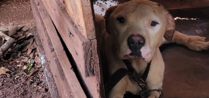 Homem é preso por maus-tratos de animais após denúncia no NAPA