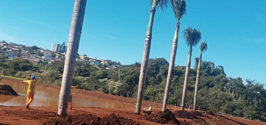 Palmeiras imperiais s&atilde;o transferidas do Cal&ccedil;ad&atilde;o para o Parque Edir de Marco