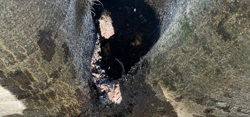 &Aacute;rvores ser&atilde;o cortadas por motivo de seguran&ccedil;a