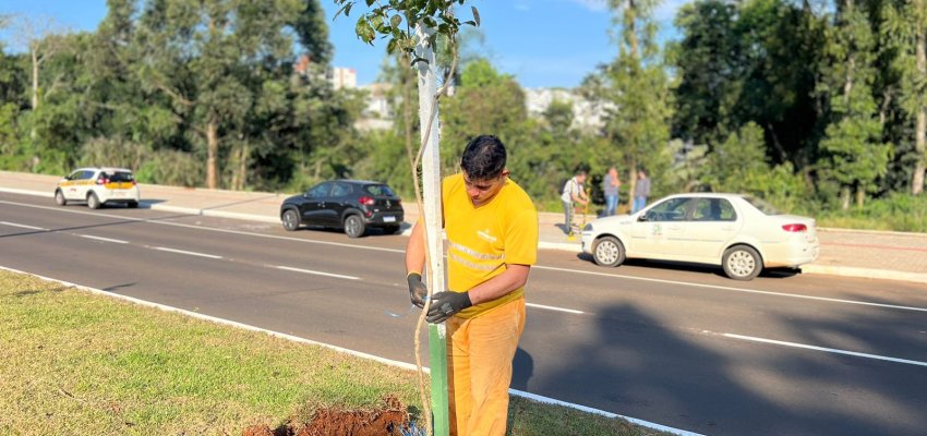Prefeitura inicia plantio de ipês no prolongamento Sul da Getúlio Vargas