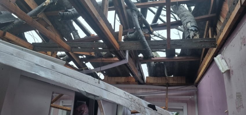 Guapuruvus da Rua Guaporé serão retirados ou podados por risco à segurança