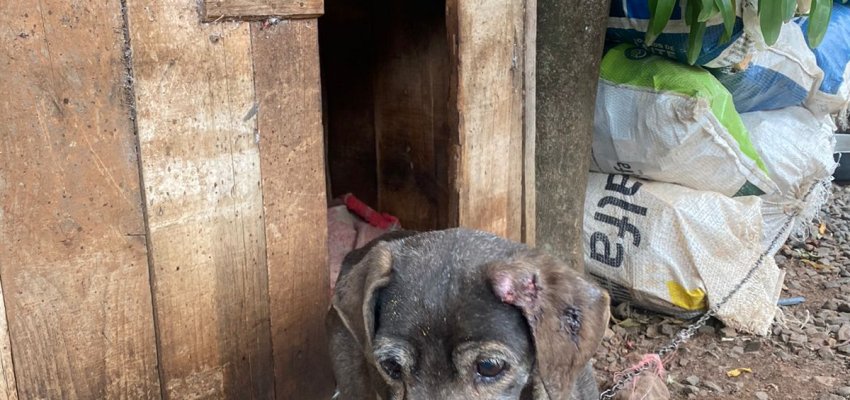 Ap&oacute;s den&uacute;ncia do NAPA homem &eacute; preso por maus-tratos