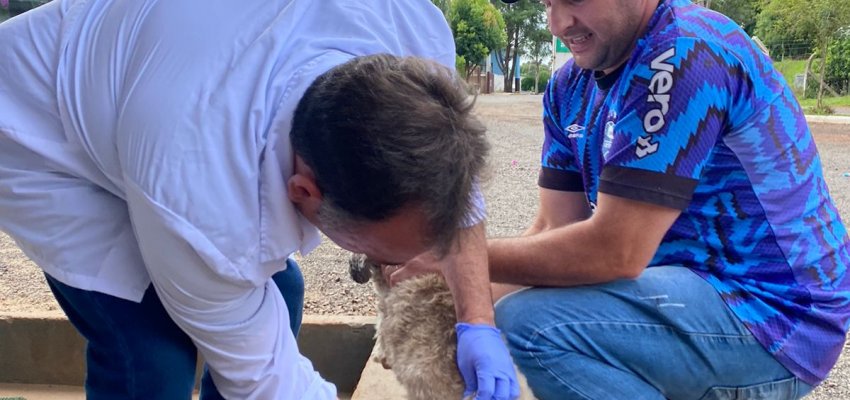 Vacina&ccedil;&atilde;o contra a raiva &eacute; realizada em animais chapecoenses