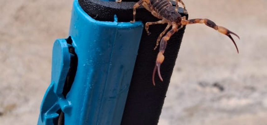 Escorpi&otilde;es s&atilde;o capturados em Chapec&oacute;