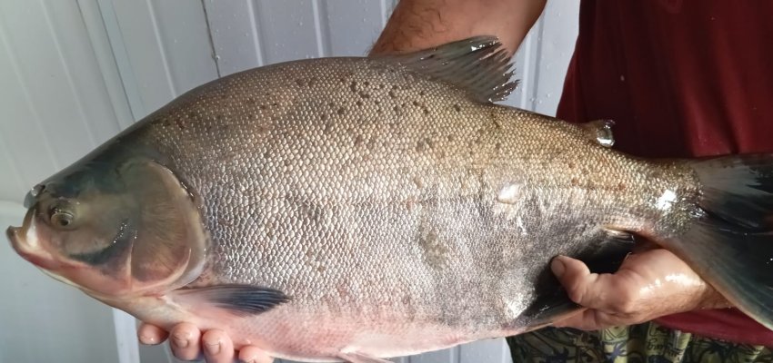 Secretaria de Agricultura e Pesca de Chapec&oacute; antecipa venda de peixe nas feiras