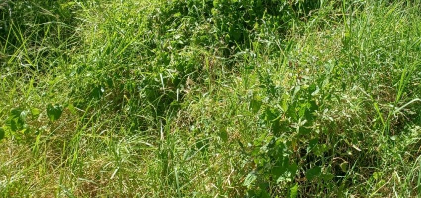 Prefeitura de Chapec&oacute; alerta para limpeza de terrenos baldios