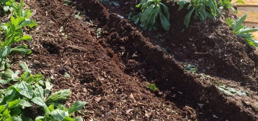 Prefeitura flagra desrespeito de motoristas em canteiros nas rotat&oacute;rias