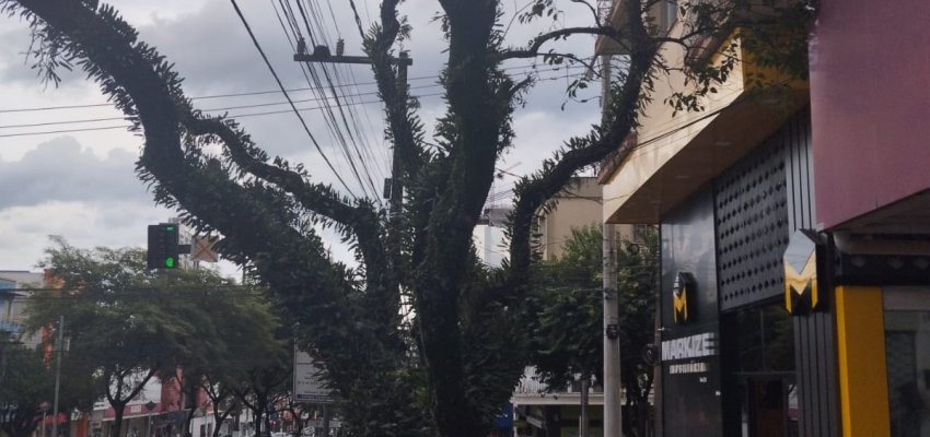 Prefeitura fará podas e substituições de árvores mortas nas ruas centrais da cidade