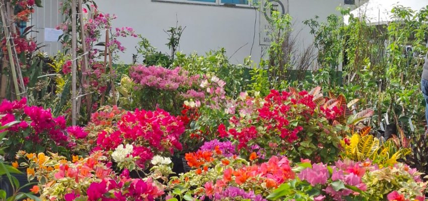 Cerca de quatro mil pessoas visitaram a Feira de Mudas promovida pela Prefeitura de Chapecó