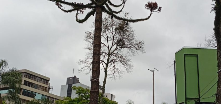Araucária seca da Praça Coronel Bertaso terá que ser retirada
